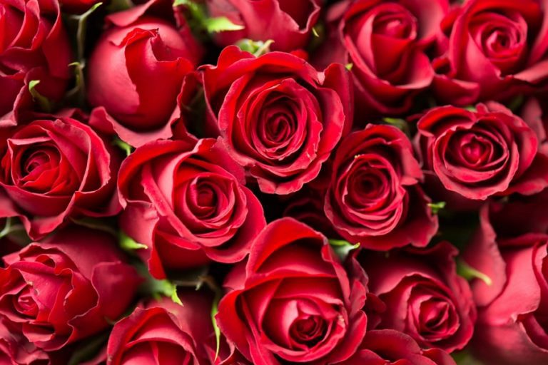 19 Alexa Commands for Romantic Valentine’s Day
